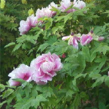 春节催花牡丹价格 春节催花牡丹批发 春节催花牡丹厂家 