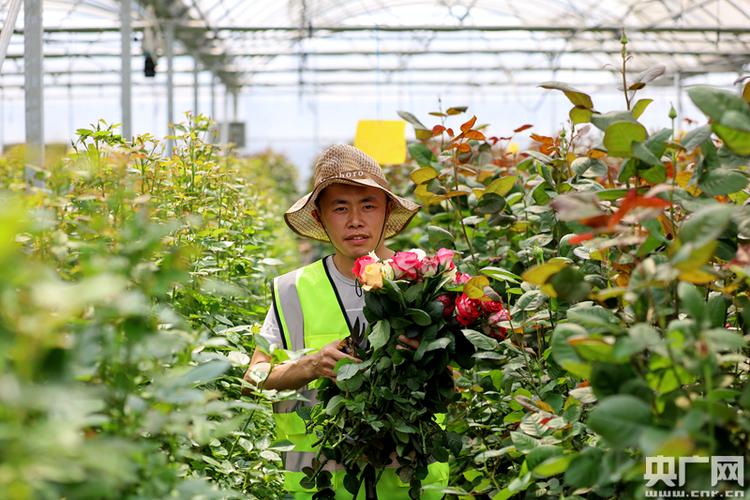 图为工人正在园区内的花卉基地采摘花朵.(央广网记者李威 摄)