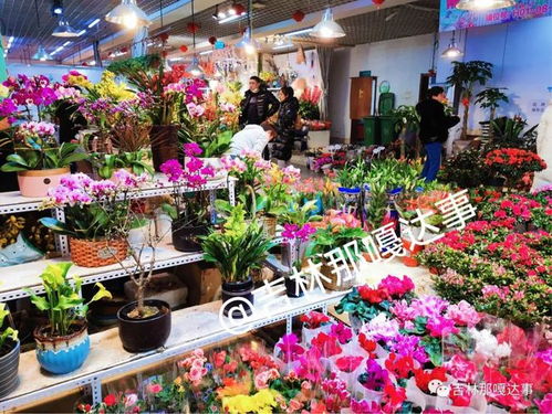 新年将至 吉林花卉市场销售火爆 花卉娇艳受宠热卖