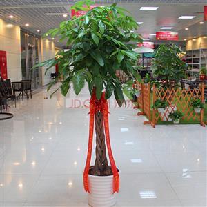 北京东城区绿植销售