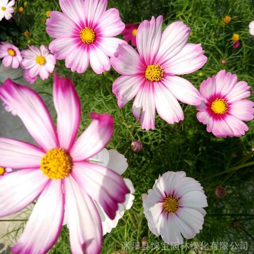 销售波斯菊种子粉色花卉种子质量无忧观赏性好花期长