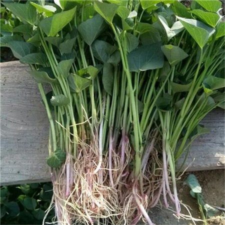 乐农食品厂家 图 紫薯苗培育 紫薯苗