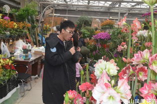 今年春节鲜花销售量创历史记录 凤凰花卉商户赢得新年第一桶金