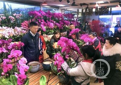 市民花市排队选“年货” 春节年宵花卉销售火爆