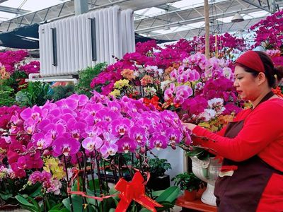 【街道风采】家有枯桃一盆花!枯桃花卉交易中心进入“春节模式”