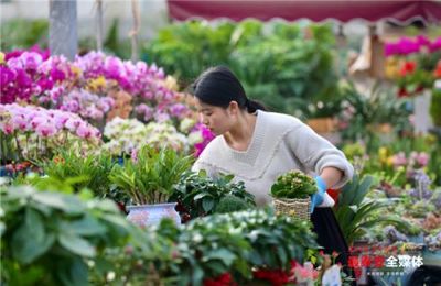 春节立春双来到 泰安花卉市场鲜花俏