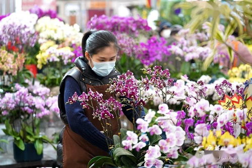 石家庄 年味渐浓 花卉走俏节日市场