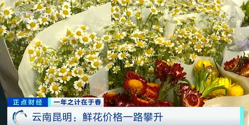 鲜花涨价近4倍 花卉市场销售商 最贵还是玫瑰